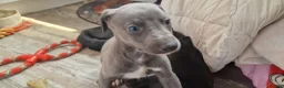 Whippet dogs for sale: Whippet puppies for sale - Advert 39