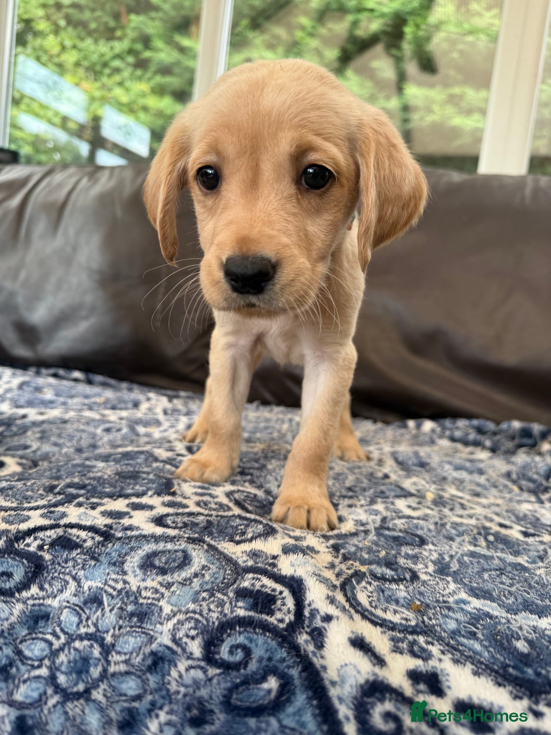 Goldador dogs for sale: READY TO COLLECT! 9 gorgeous goldador’s! - Image 8