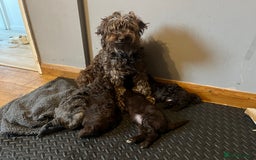 Labradoodle dogs for sale: 🐾Stunning Mini Labradoodle F1b Pups DNA Check🐾  - Image 16