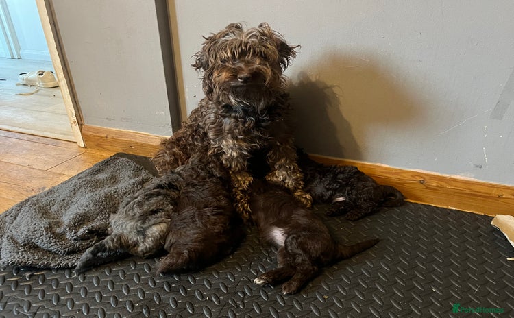 Labradoodle dogs - Advert 5