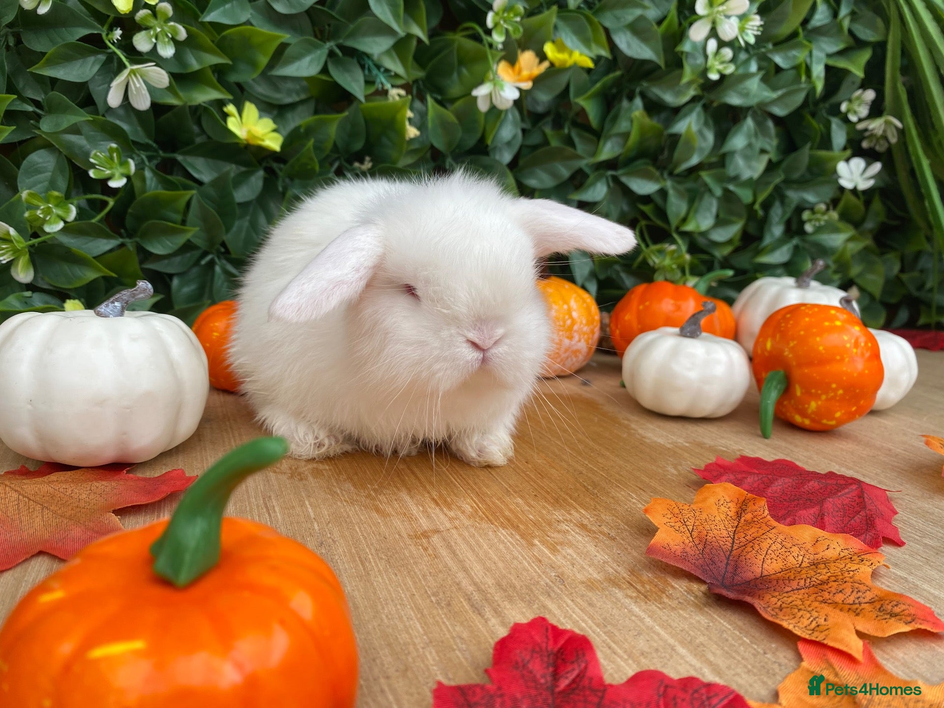 Mini Lop rabbits Mini lops Est since 2014  💙💙 - Advert 2