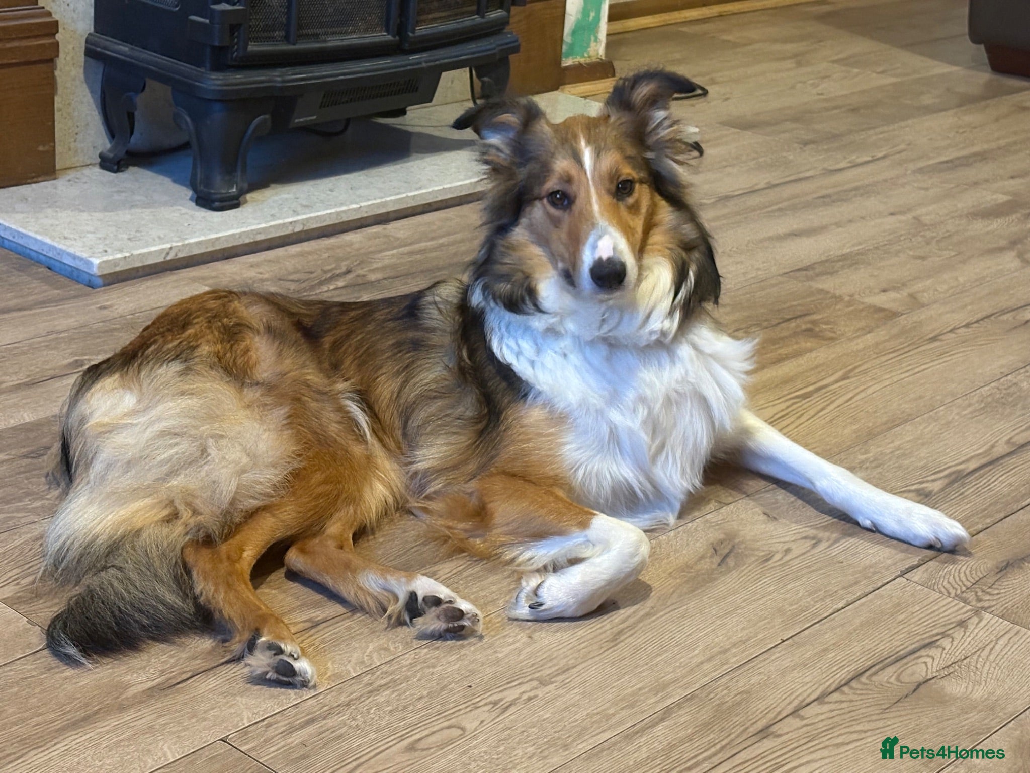 Mixed Breed dogs Rough Collie x Border Collie  - Advert 4