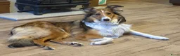 Mixed Breed dogs for sale: Rough Collie x Border Collie  - Advert 1