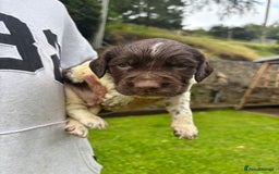 English Springer Spaniel dogs for sale: Springer Spaniel Puppies  - Image 24