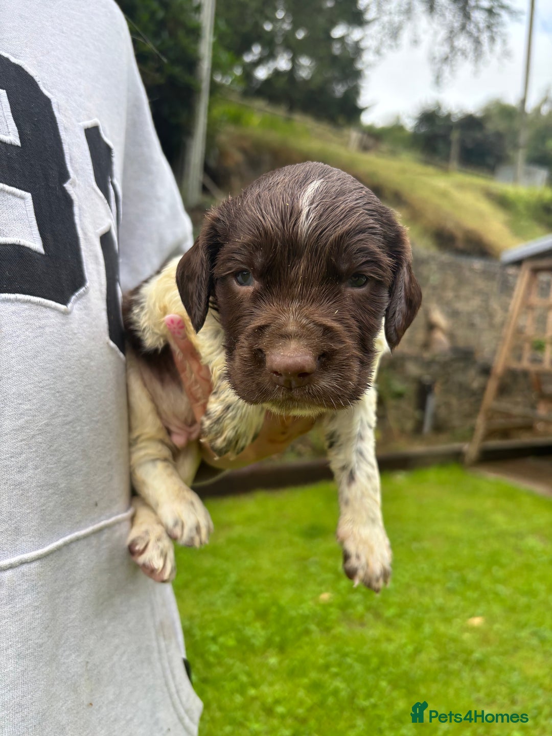 English Springer Spaniel dogs for sale: Springer Spaniel Puppies  - Image 24