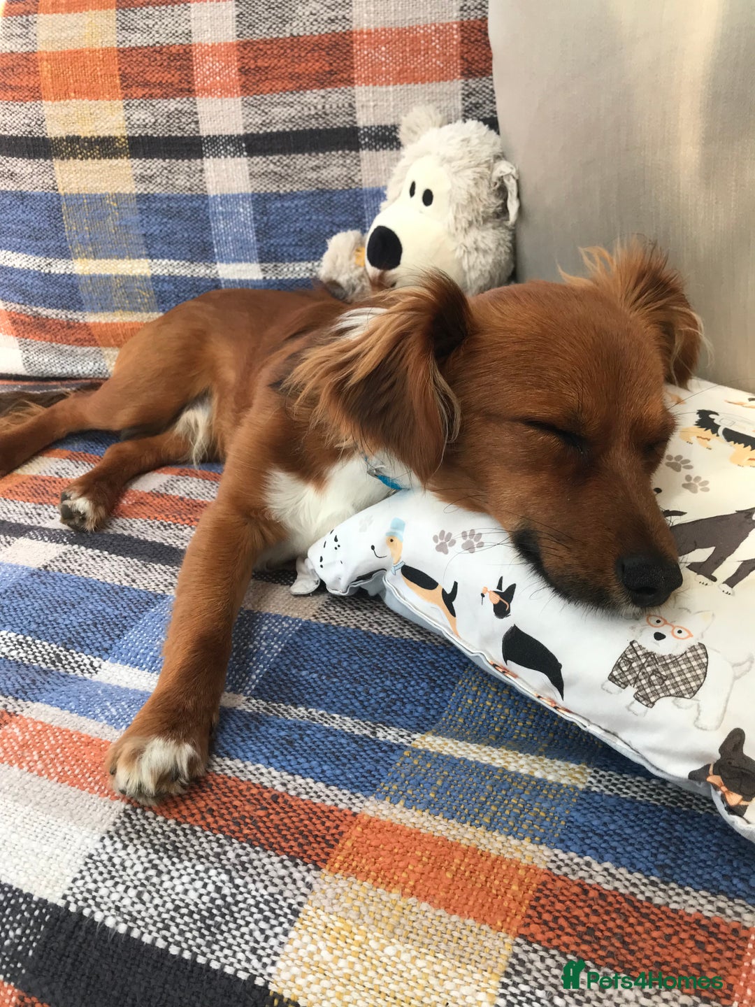 Mixed Breed dogs for sale: Jackawawa - Image 2