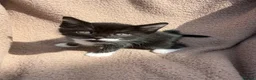 Mixed Breed cats for sale: 3x kittens  for sale  - Advert 1