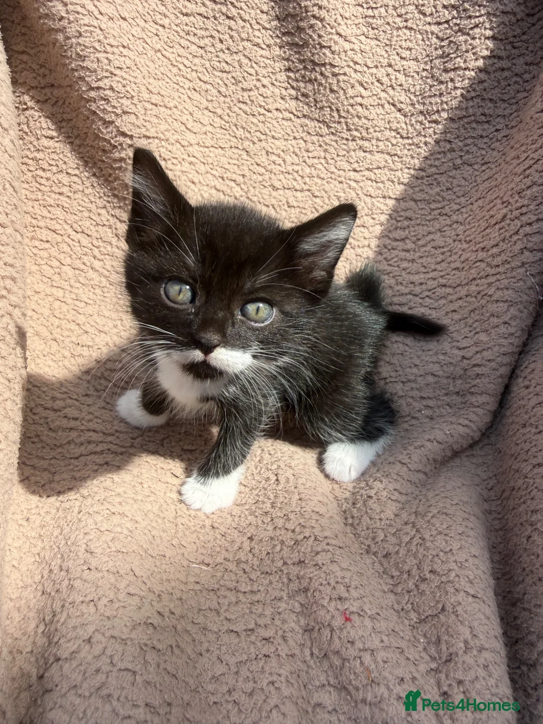 Mixed Breed cats for sale: 3x kittens  for sale  - Advert 1