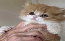 British Shorthair cats for sale: British Shorthair Pedigree Kittens - Image 2