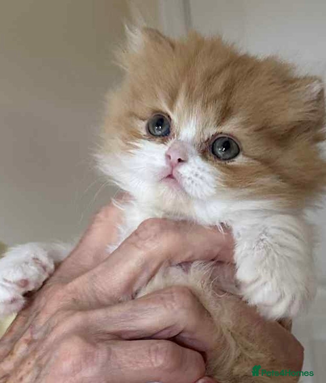 British Shorthair cats for sale: British Shorthair Pedigree Kittens - Image 2