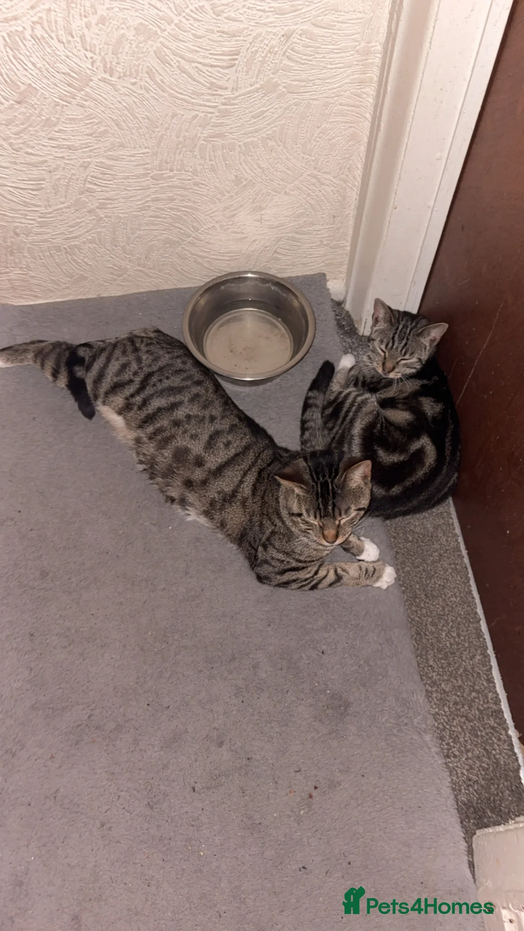 Mixed Breed cats for sale: 3 kittens for sale  in Preston - Advert 2