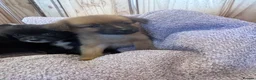 Pomchi dogs for sale: Pomchi in Hull - Advert 4