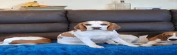 Beagle dogs for sale: Six month old Beagle Girl - Advert 1