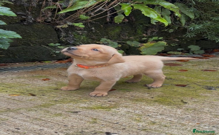 Labrador Retriever dogs Pretty Perfect Labrador Puppies- Ready in December - Advert 6