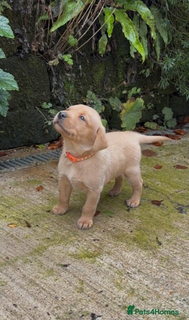 Labrador Retriever dogs Pretty Perfect Labrador Puppies- Ready in December - Advert 6