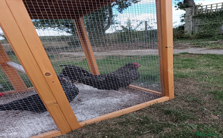 Chickens poultry - Advert 1