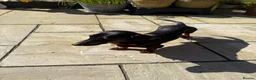 Miniature Dachshund dogs for sale: Male Dachshund for rehome - perfect boy!  in Deal - Advert 3