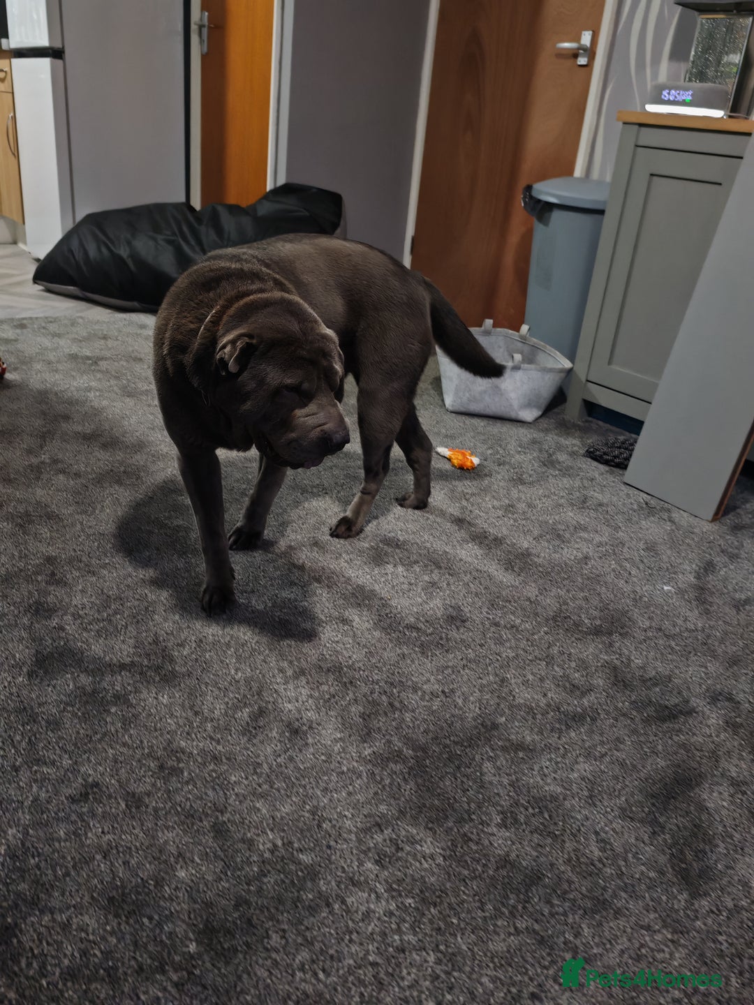 Shar Pei dogs for sale: Male Blue Shar Pei  - Advert 6