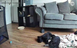 German Shepherd dogs for sale: German shepherd puppies  - Image 7