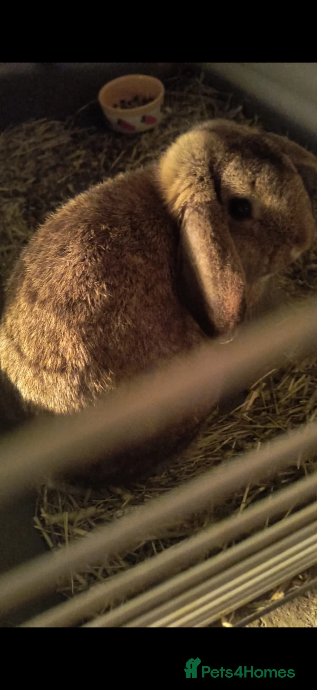 Mixed Breed rabbits for sale: Dwarf lop mixed bunny FOR SALE  in Preston - Advert 4