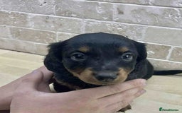 Dachshund dogs for sale: Miniature Dachshund puppies - Image 11
