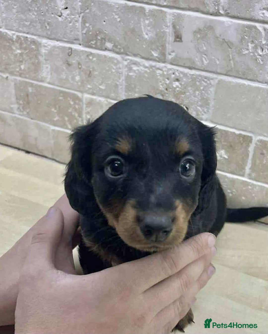 Dachshund dogs for sale: Miniature Dachshund puppies - Image 11