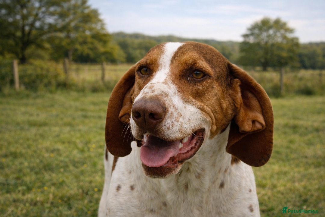 Mixed Breed dogs for adoption: 💔 BEN NEEDS A TRUE FOREVER HOME  💔  - Advert 2