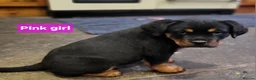 Rottweiler dogs for sale: Chunky Rottweiler Puppies - Advert 10