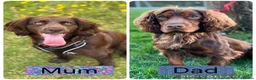 Cocker Spaniel dogs for sale: Stunning working cocker spaniel puppy’s  in Runcorn - Advert 2