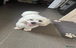 Mixed Breed dogs for sale: Lovely Maltichon Boy looking for a loving home  - Image 1