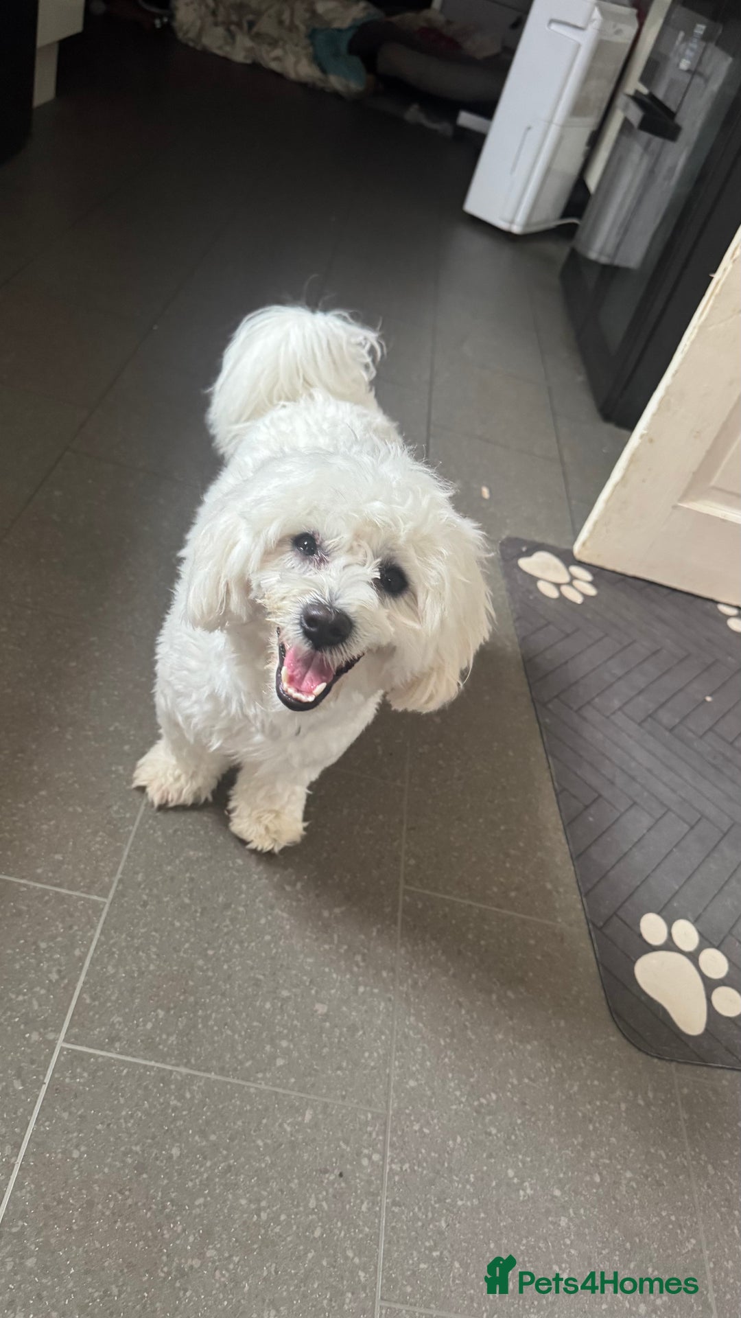 Mixed Breed dogs for sale: Lovely Maltichon Boy looking for a loving home  - Image 1