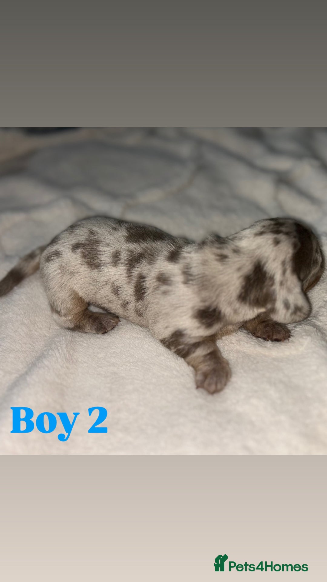 Dachshund dogs for sale: 🐾 Purebred Dachshund Puppies for Sale! 🐾 - Advert 23