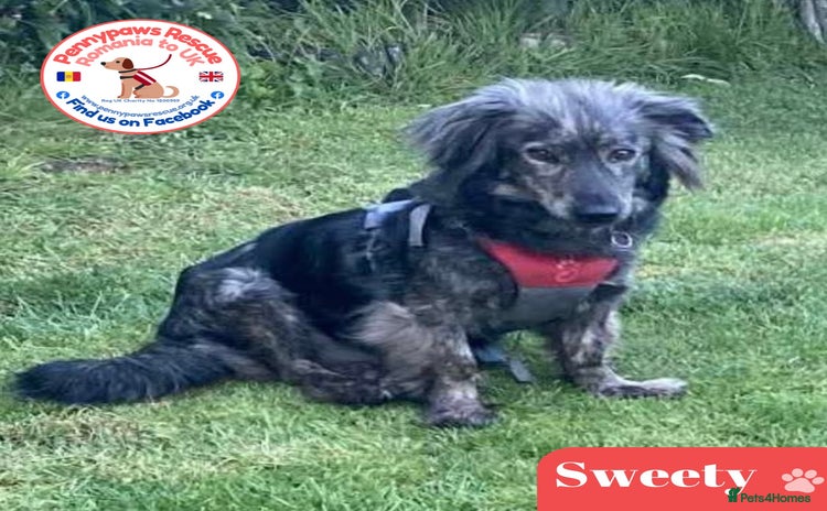 Mixed Breed dogs Meet Sweety! - Advert 10