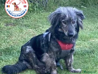 Mixed Breed dogs Meet Sweety! - Advert 8