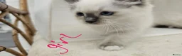 Ragdoll cats for sale: Purebred beautiful ragdoll kittens  - Advert 9