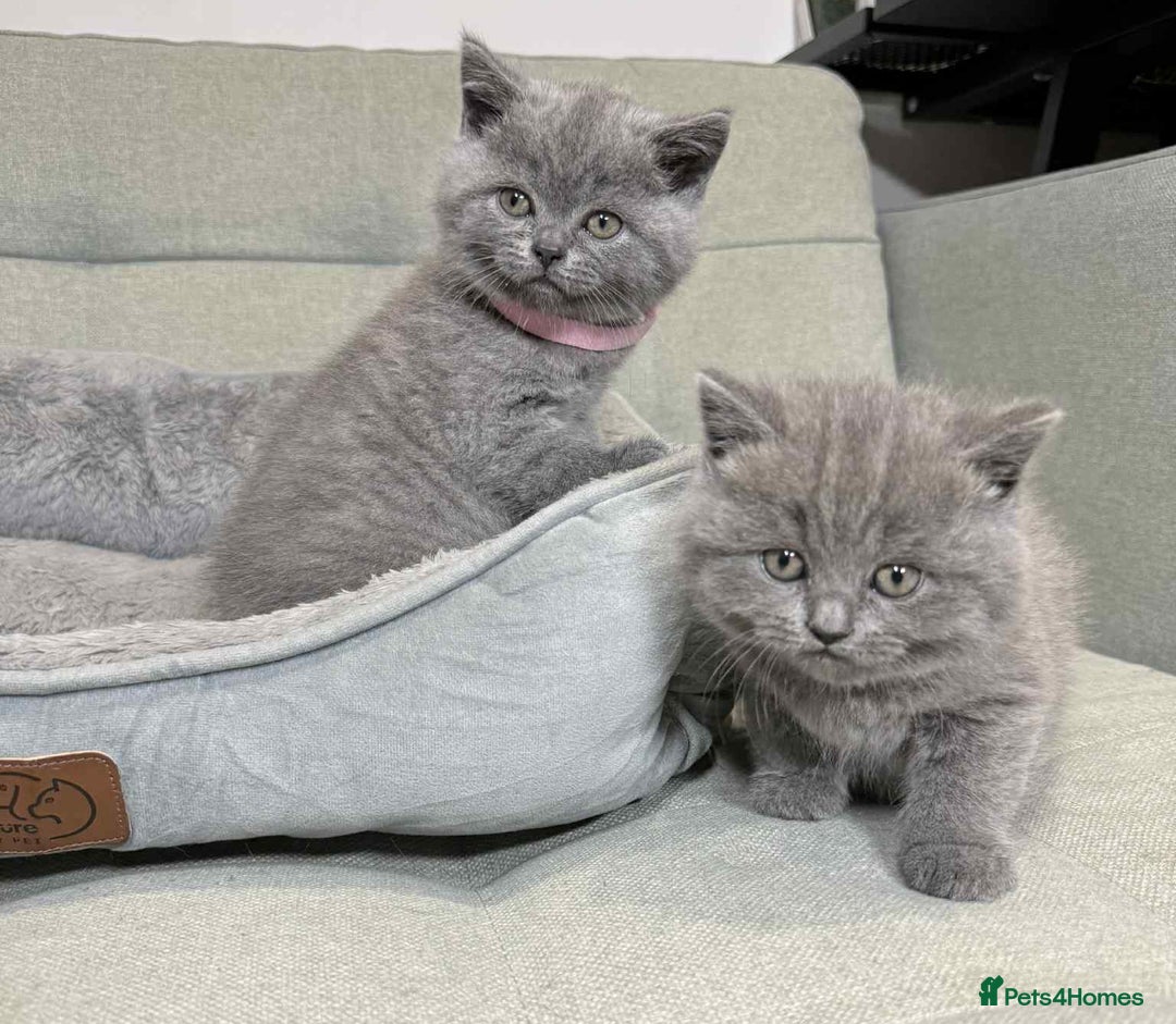 British Shorthair cats for sale: Chunky British Shorthair Blue Kittens 🐱💙 - Image 30