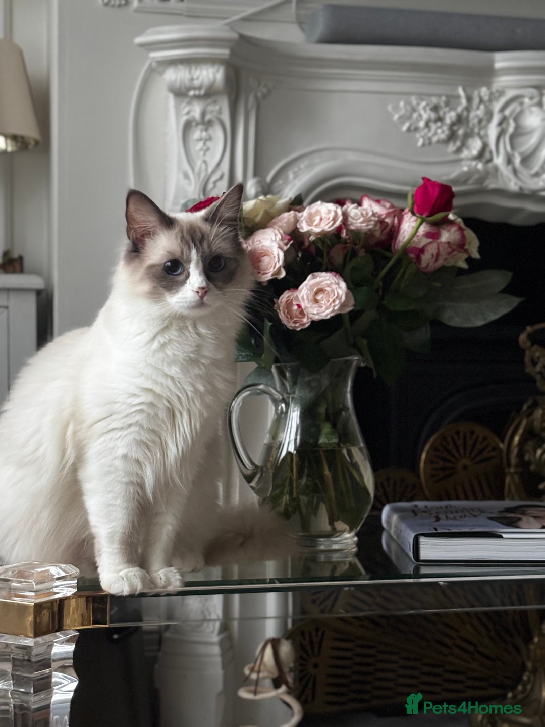 Ragdoll cats for sale: Stunning Ragdoll Kittens  - Image 2