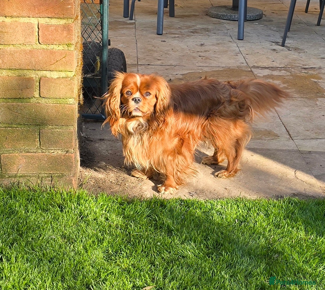 Cavalier King Charles Spaniel dogs Ruby Cavalier available for Stud - Advert 23