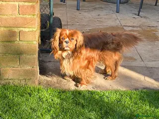 Cavalier King Charles Spaniel dogs Ruby Cavalier available for Stud - Advert 23