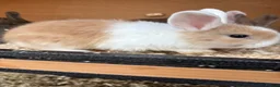 Mixed Breed rabbits for sale: Various rabbits for sale  - Advert 14