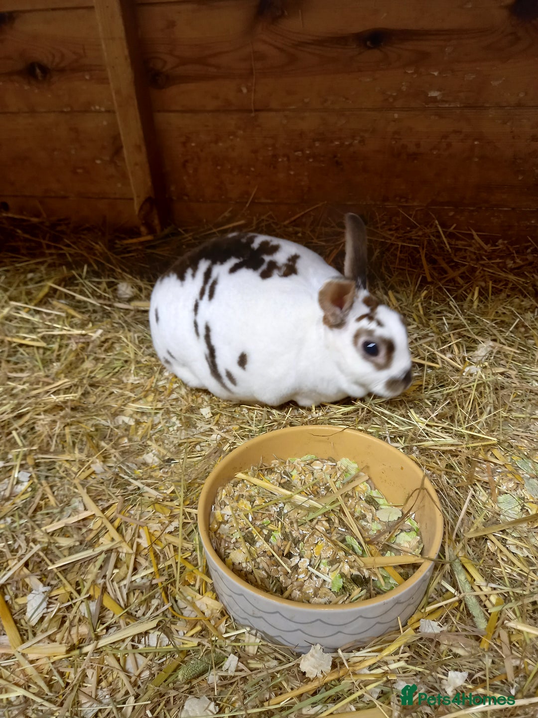 Rex rabbits for sale: Mini rex doe - Advert 8