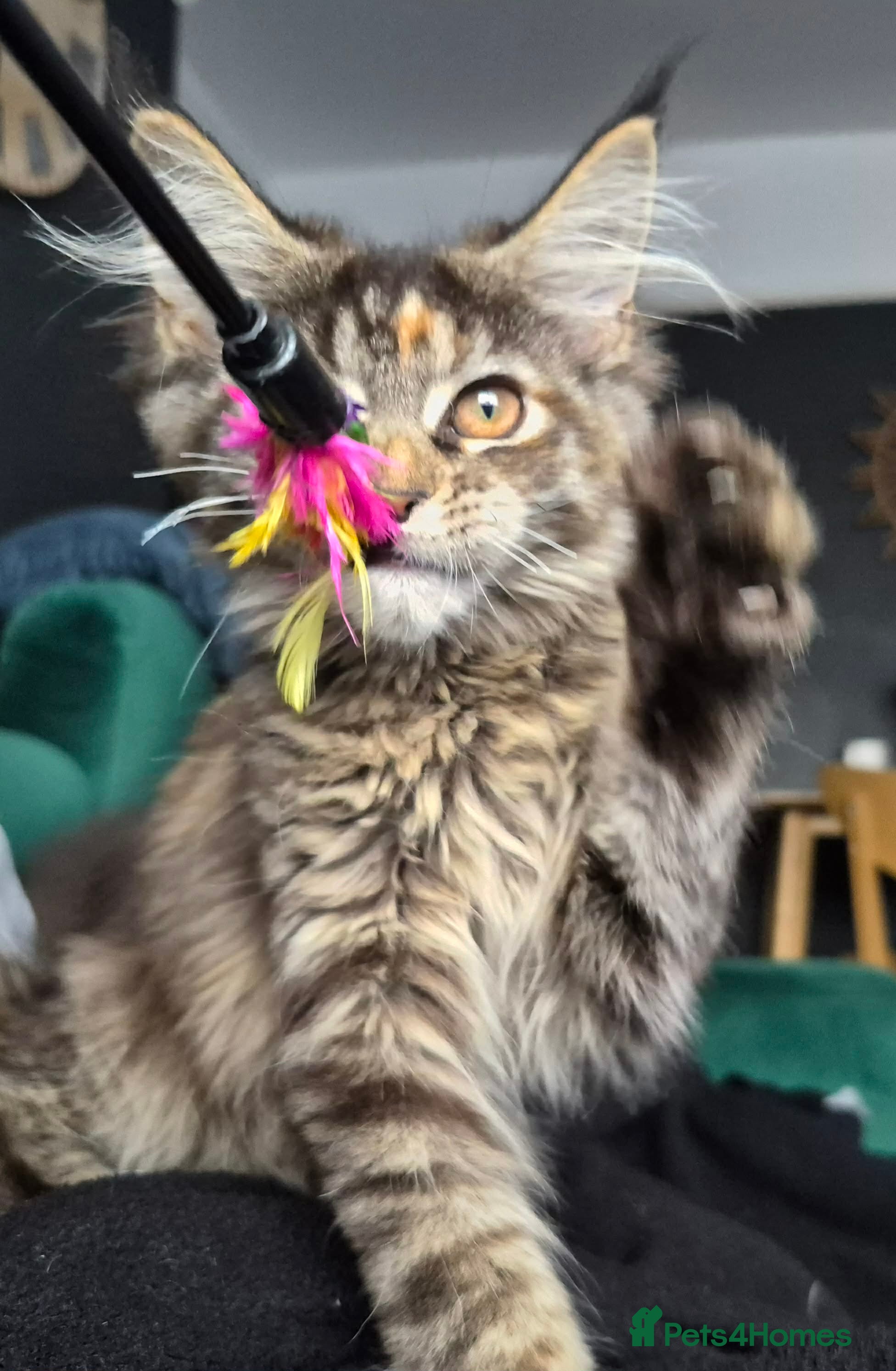 Maine Coon cats TICA REG. MAINE COON KITTENS  - Advert 2