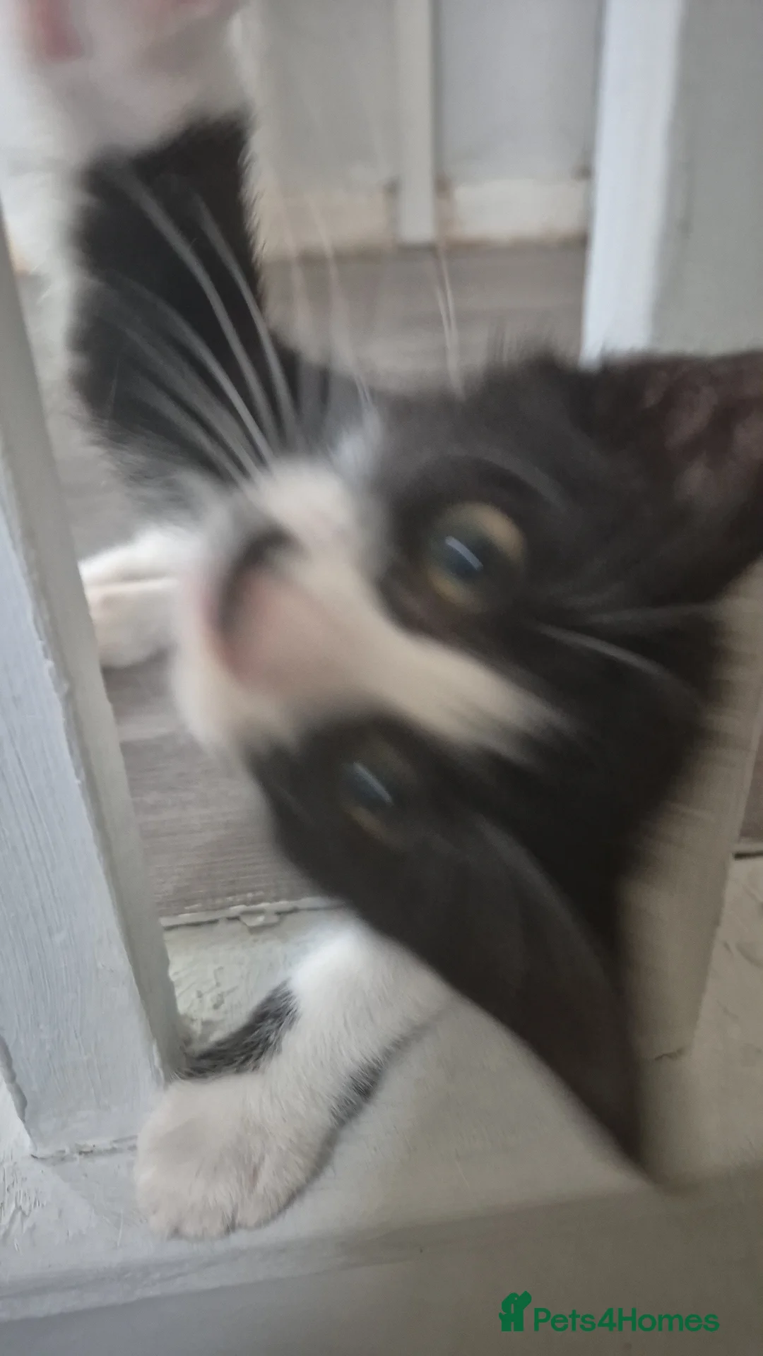 Domestic Shorthair cats for sale: 4 Kittens for sale - Advert 2