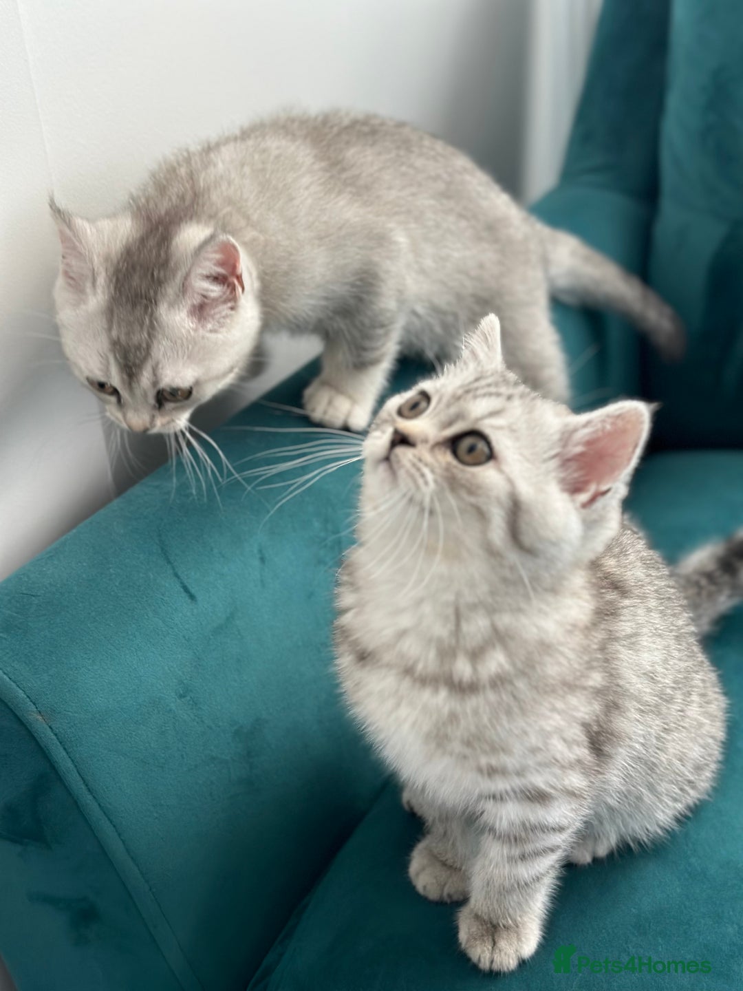 British Shorthair cats for sale: 😻Beautiful BSH Active GCF Kittens🌈 Ready Now! - Image 28