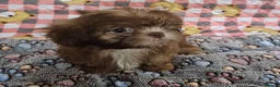 Shih Tzu dogs for sale: Choc Liver Shih Tzu puppies - Advert 28