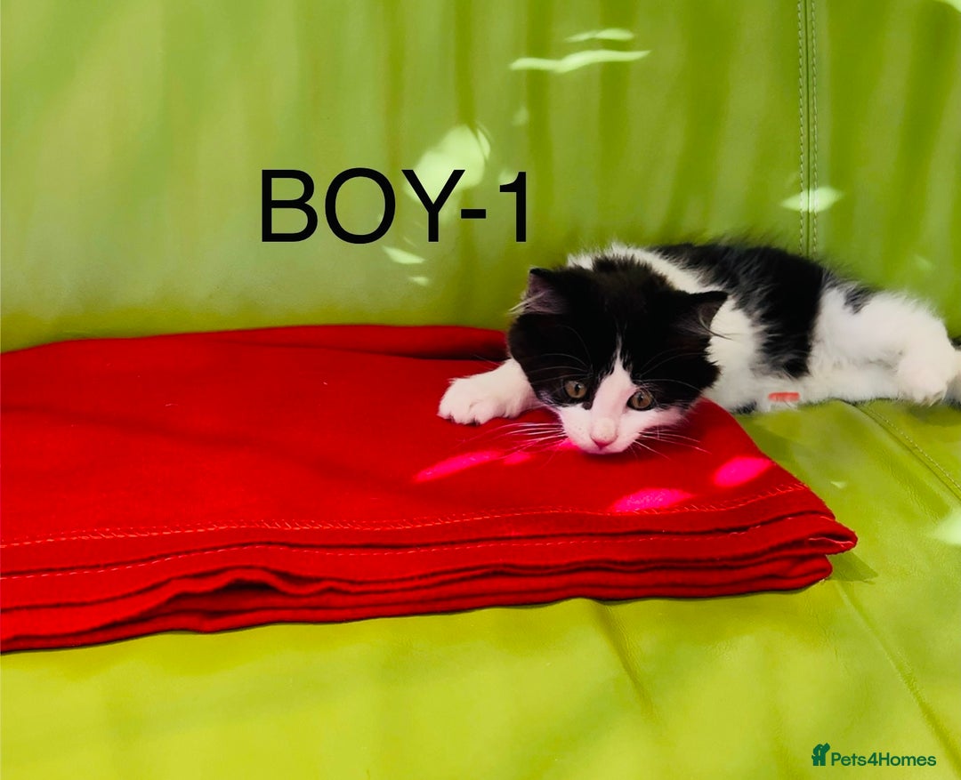 Mixed Breed cats for sale: Beautiful ,clever ,healthy village Kittens - Image 9