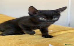 Bengal cats for sale: Ready to leave 3 left, 3/4 Bengal Kittens Rosetted - Image 25