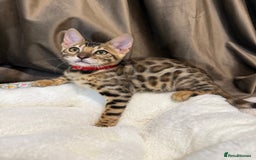 Bengal cats for sale: Adorable Bengal kittens - Image 4