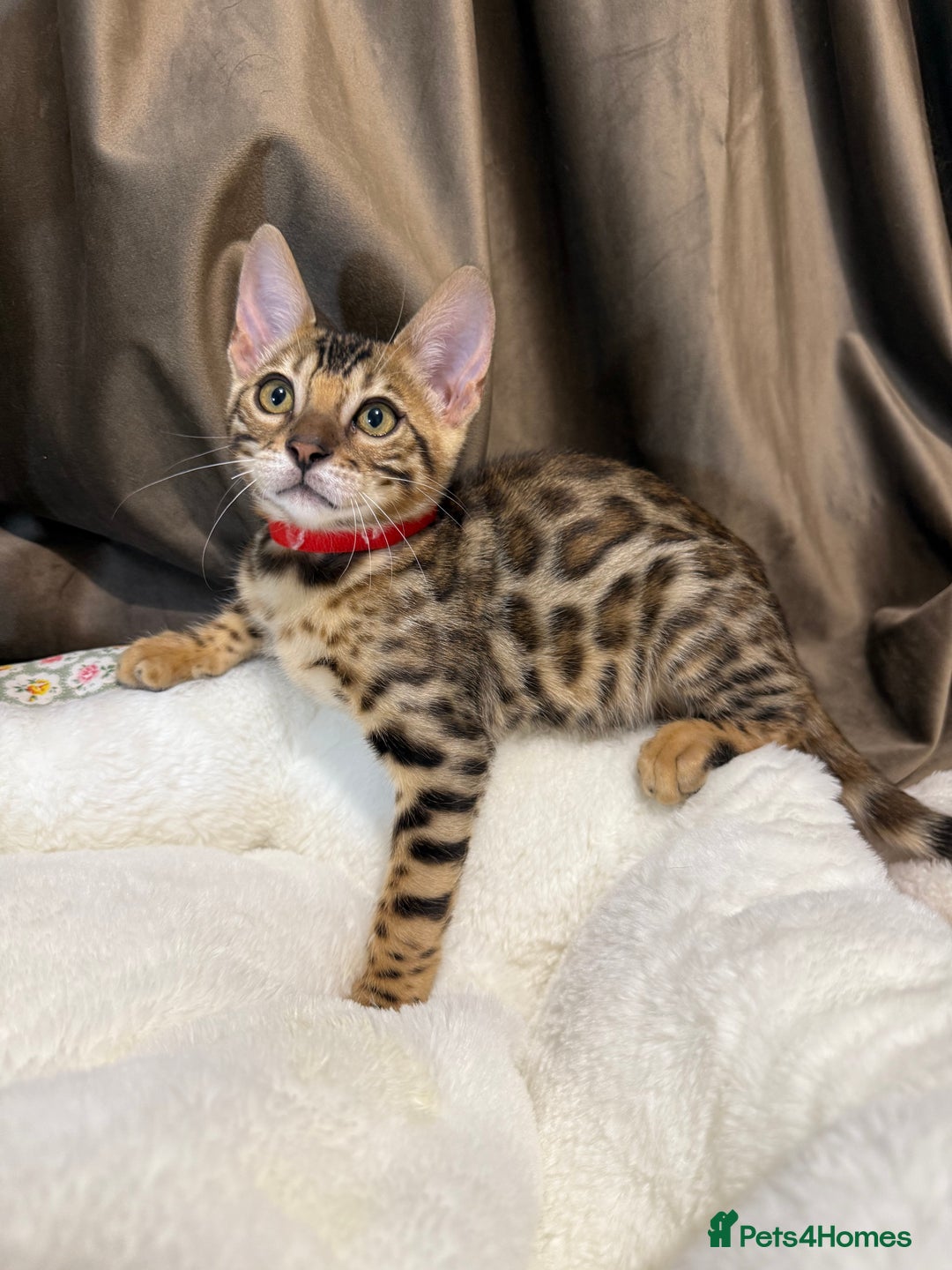 Bengal cats for sale: Adorable Bengal kittens - Image 4