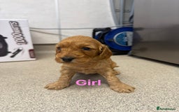 Cockapoo dogs for sale: 6 F1 cockapoo puppies 💕💙 - Image 2